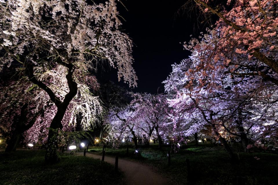2024桜ライトアップ【京都府立植物園】