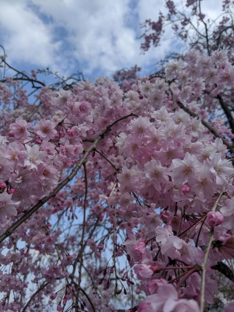 京都総合観光案内所（京なび）スタッフが教える 「この春の京都観光 知っておきたい5つのポイント」