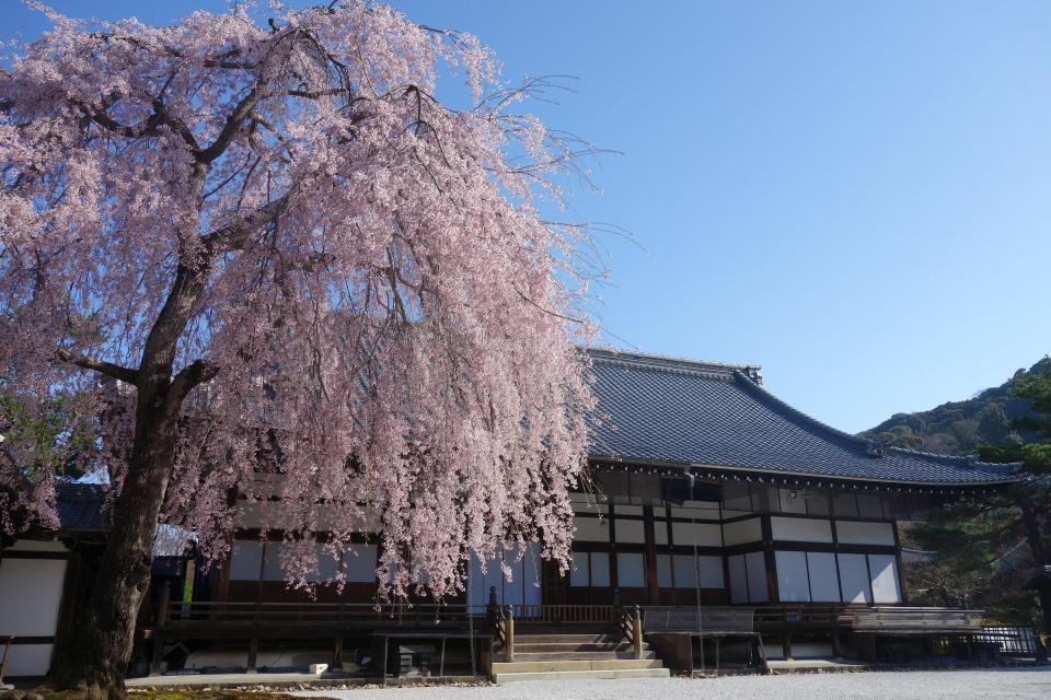 高台寺方丈「波心庭」に咲く枝垂れ桜