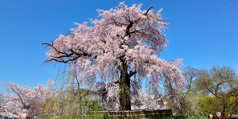 京都観光Naviぷらす