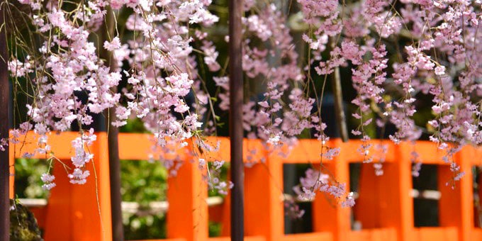 京都観光Naviぷらす