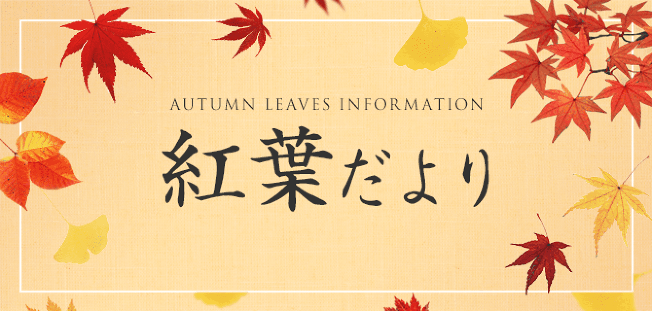 紅葉だより
