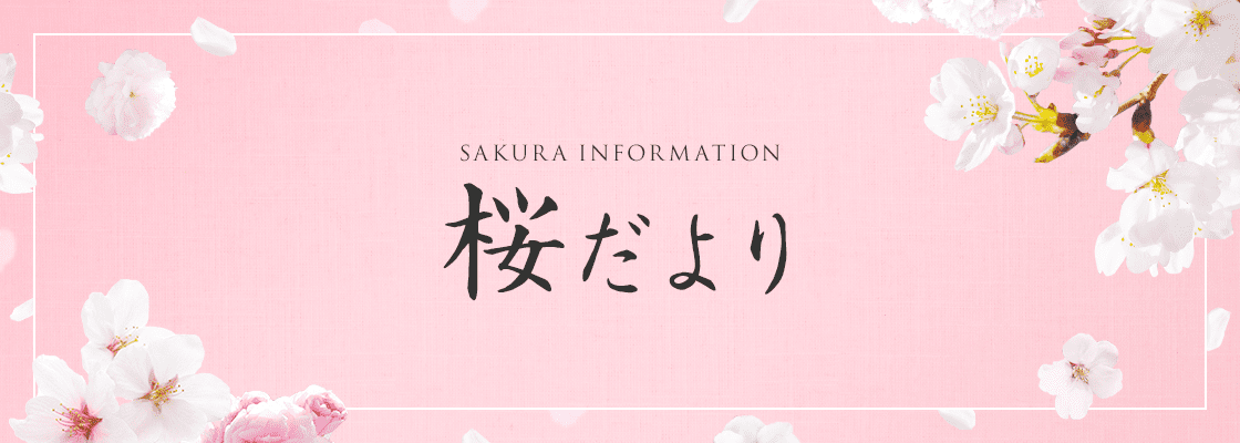 桜だより
