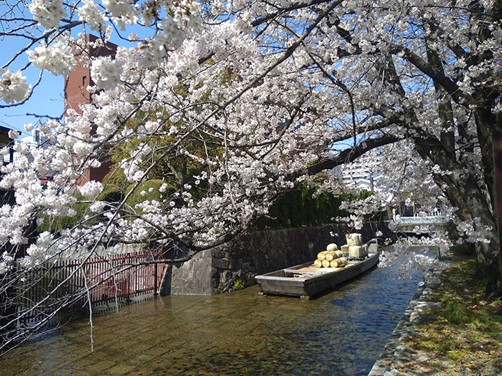 春の京都観光で知っておきたいこと