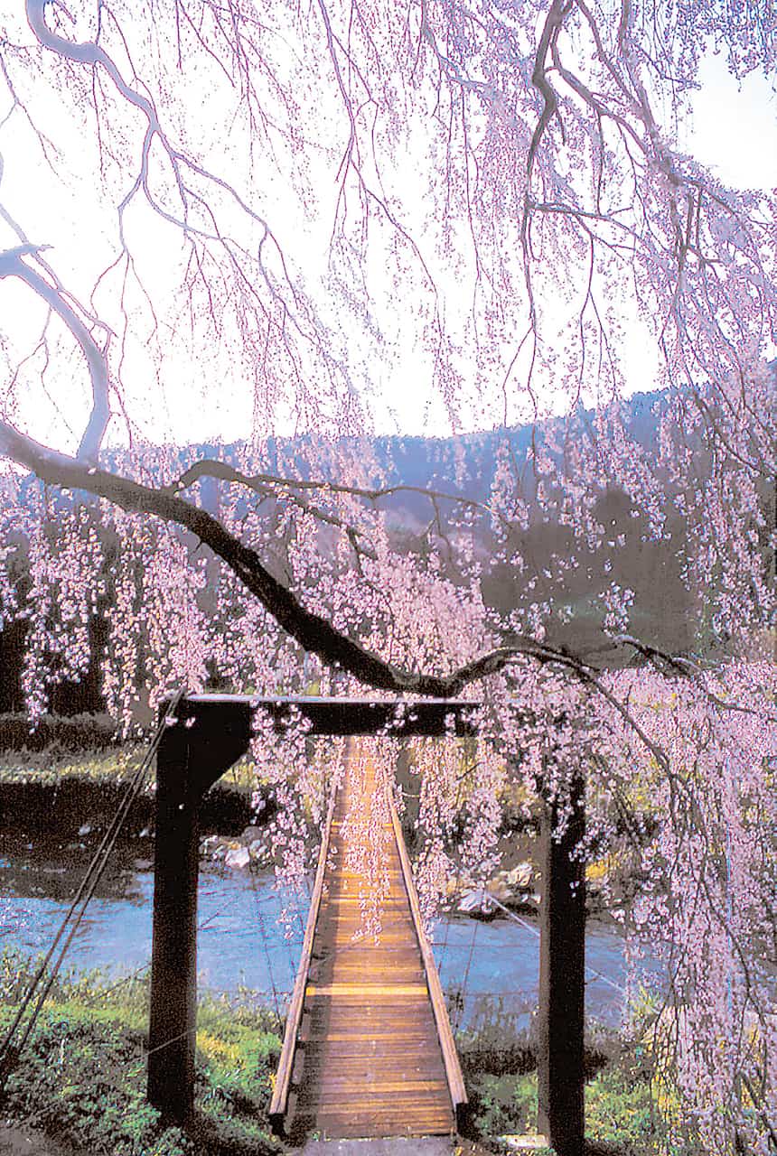 魚ケ渕の吊り橋と桜