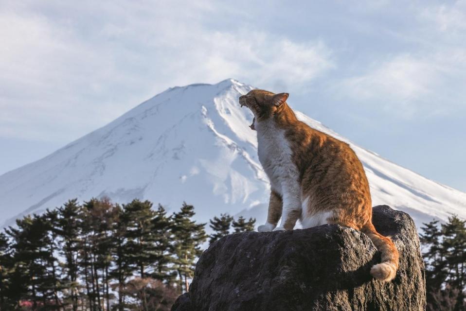 山梨県、富士河口湖町　©Mitsuaki Iwago