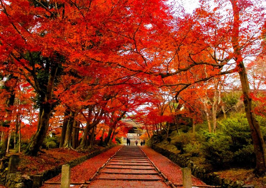 1日1組限定 ☆京都屈指の紅葉！毘沙門堂門跡と青龍を祀る安祥寺特別拝観♪朝からガイドツアー