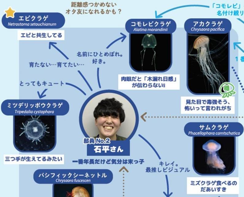 クラゲ相関図より抜粋