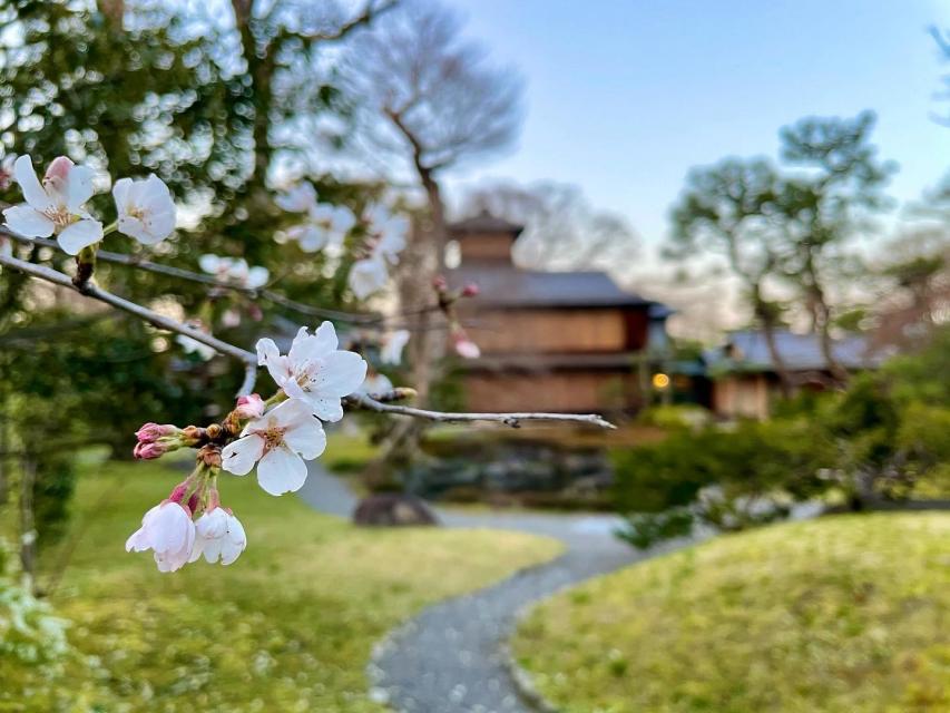 今年も桜の季節が巡ってきました