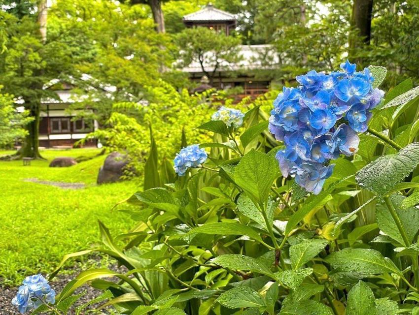 別邸がアジサイに包まれる2日間