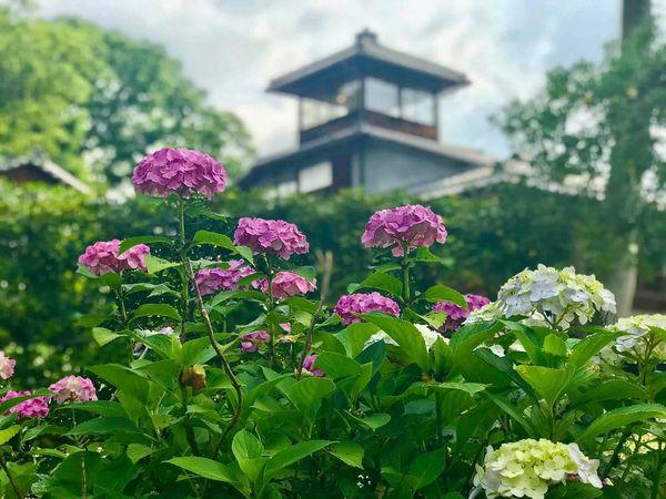 お庭の桔梗や紫陽花が美しい時期に開催！