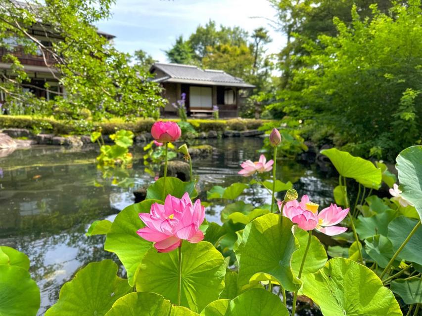 庭池の蓮が美しい、夏の朝。