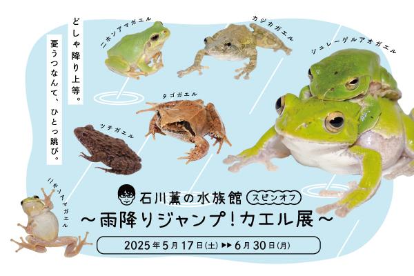 雨降りジャンプ！カエル展