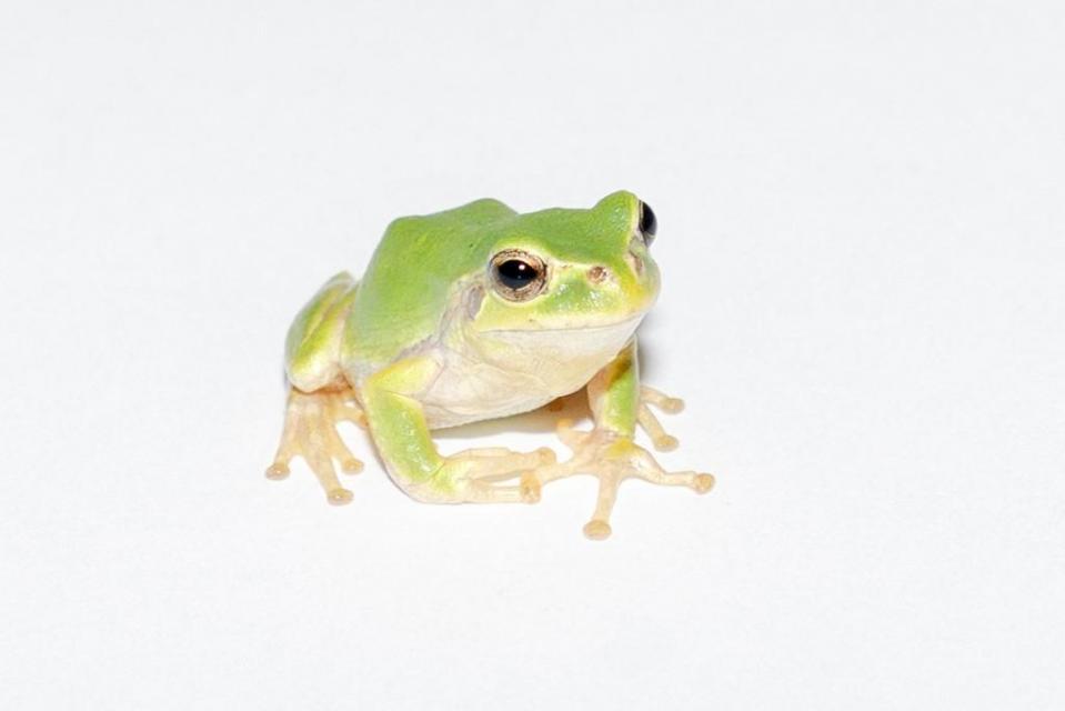今回展示するニホンアマガエル
