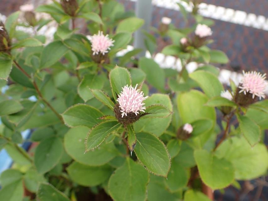 中央標本園：日本薬局方に収載されている生薬が採れる植物を展示 （オケラ）