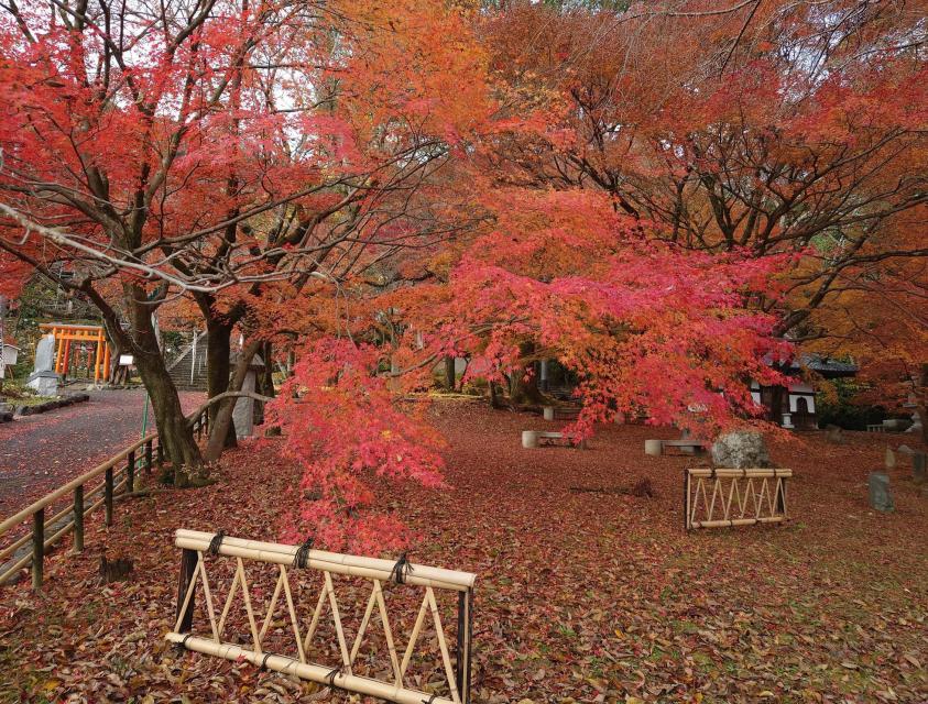 超オススメ山科の紅葉スポット！岩屋寺の絶景と有数の歴史街道ウォーキングツアー