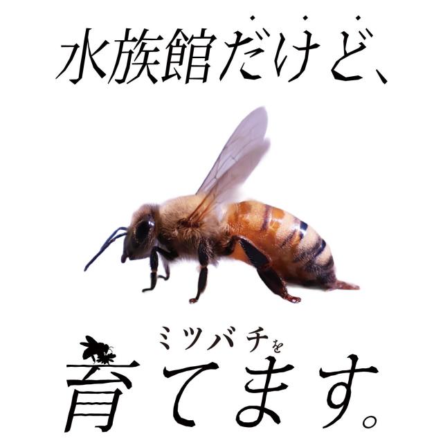「京都水族館養蜂部」活動開始記念の展示