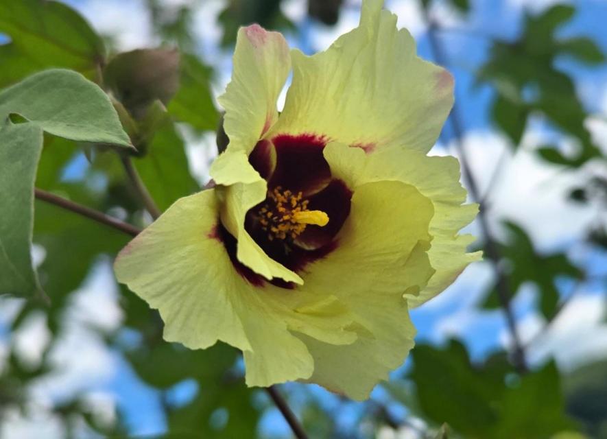 ワタの花