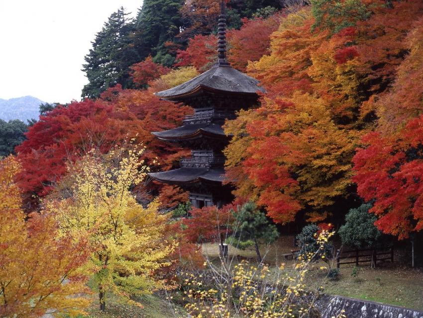 舞鶴市：金剛院