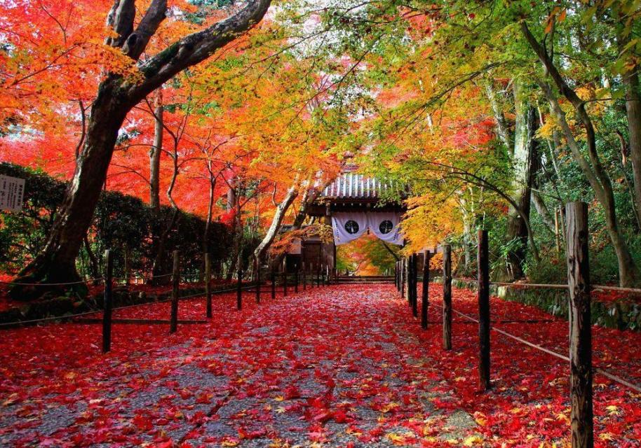 長岡京市：光明寺