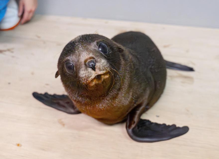 ちのわ