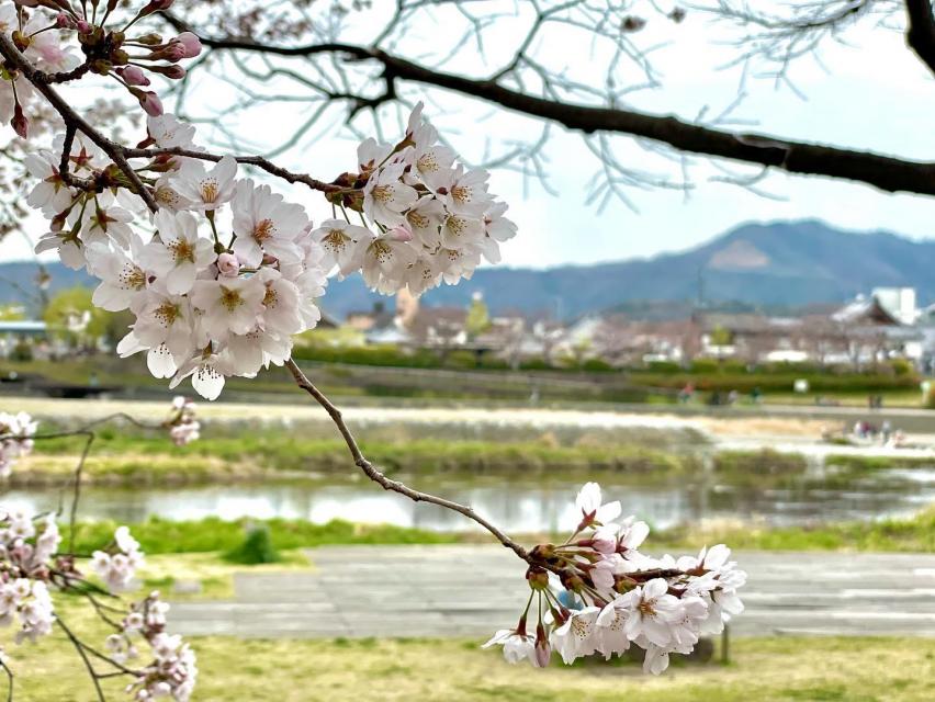 桜満開の季節に