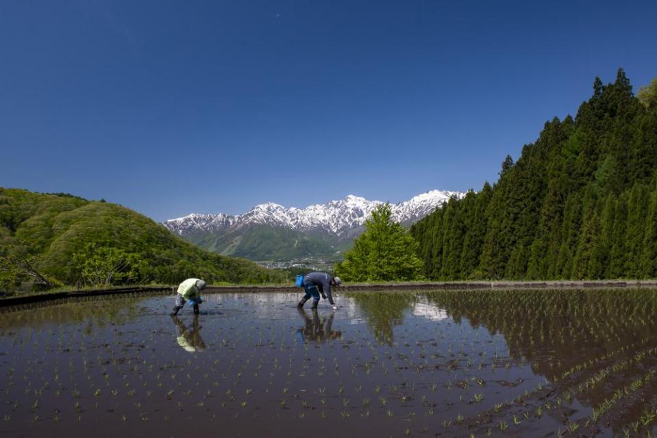 「北アルプスを眺める山里の田植え」 長野県白馬村 2009年 ©Mitsuhiko Imamori