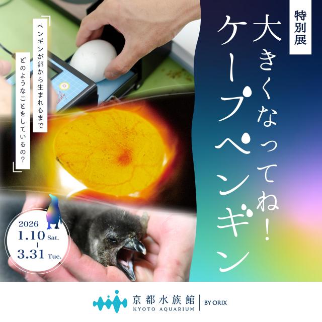 大きくなってね！ケープペンギン