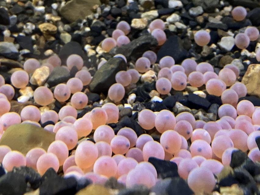 イクラの成長過程を観察できる