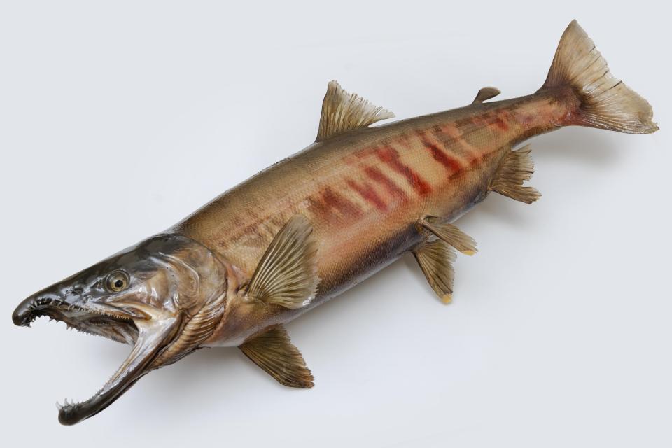 サケの一生を知れる体験ゲームも