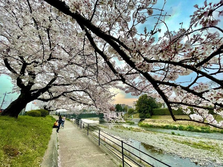 3月下旬からは鴨川の桜が満開になります