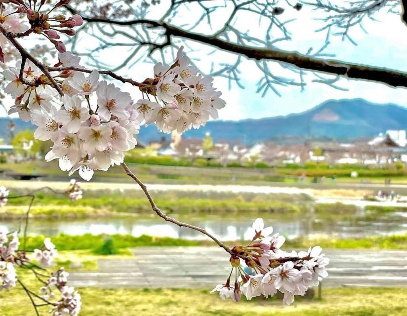 3月下旬からは鴨川の桜も楽しめます。