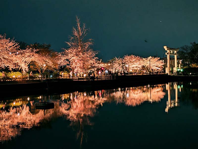 長岡京春の観光まつり～八条ヶ池　桜ライトアップ ～【八条ヶ池】