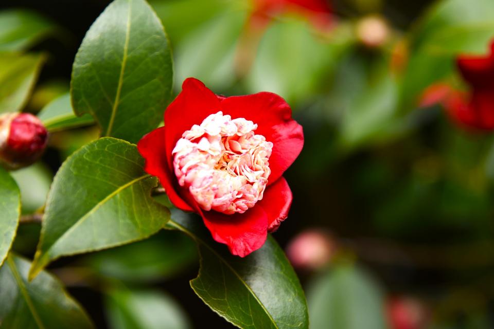 ツバキ園：卜伴（ぼくはん）