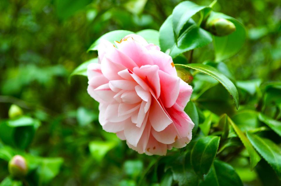 ツバキ園 ナショナルコレクション:津川絞(つがわしぼり)