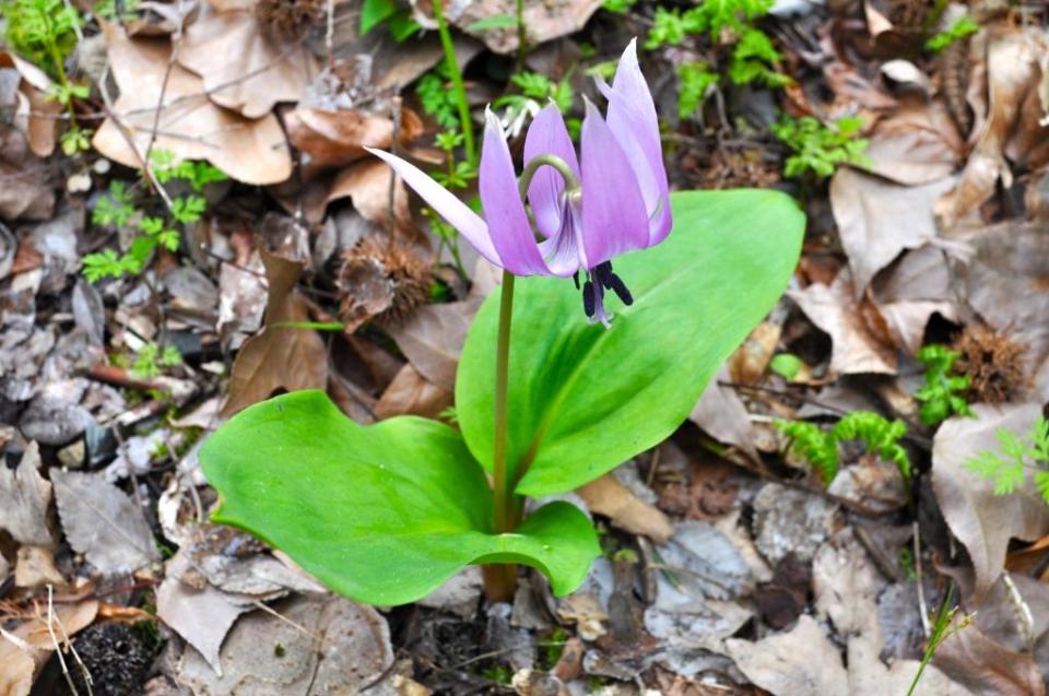 樹木園:カタクリの花
