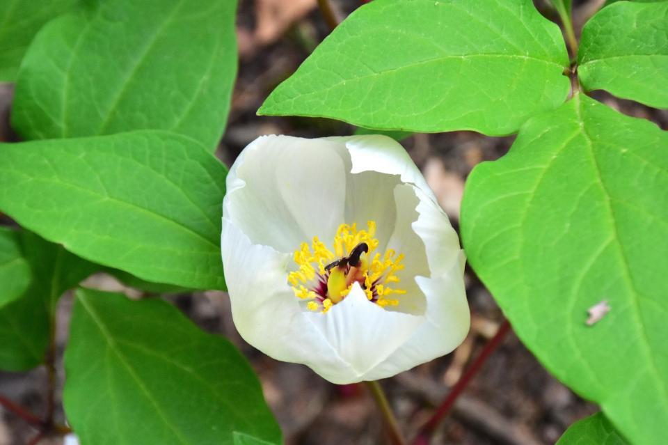 樹木園：ヤマシャクヤク