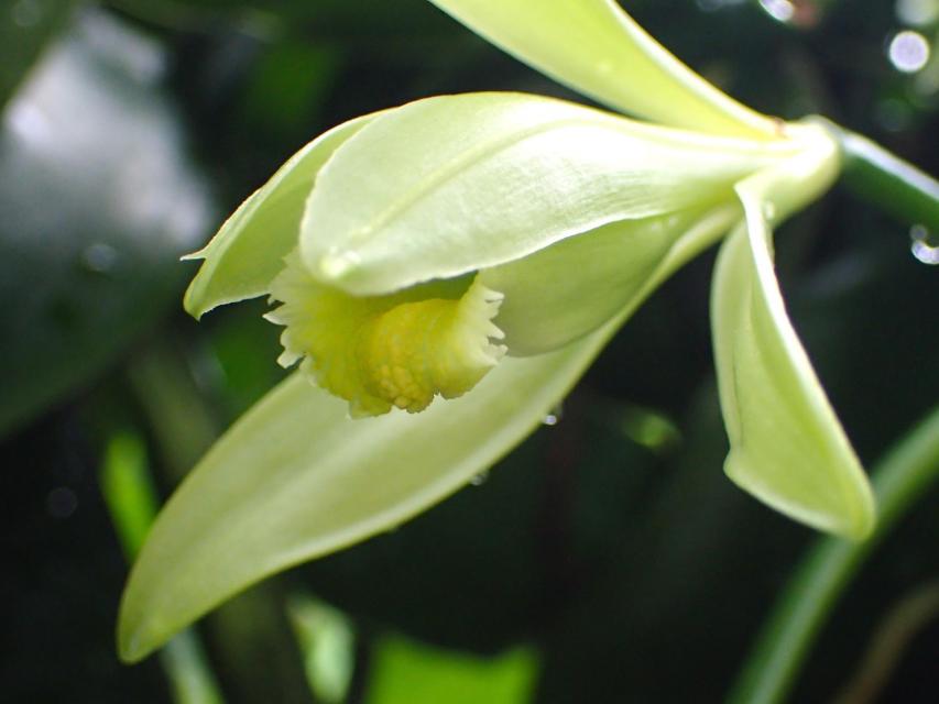 温室：バニラの花