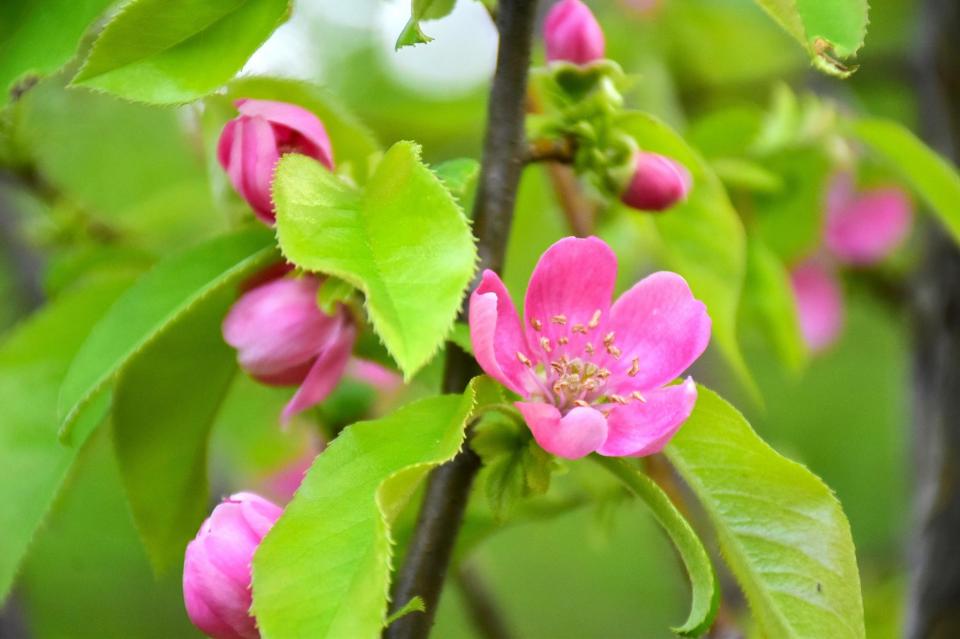 樹木園：カリンの花