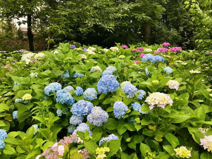 6月は庭園内のあじさいが見ごろとなります！
