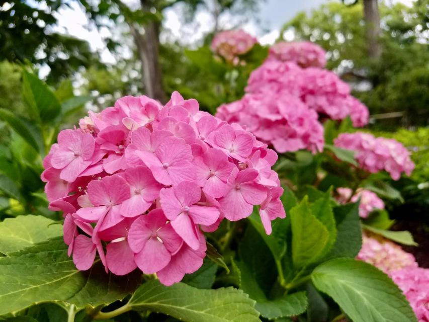 6月は庭園内のあじさいが見ごろとなります！