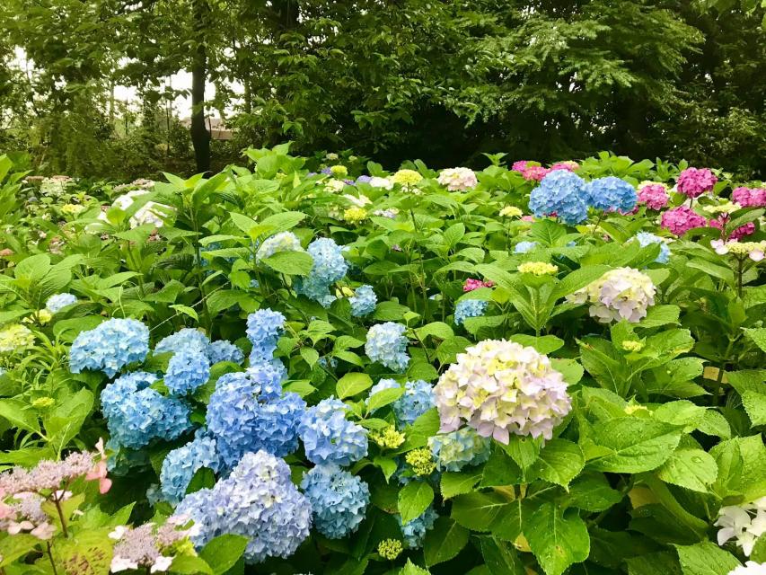 庭園あじさい苑では400株の紫陽花が見頃を迎えます