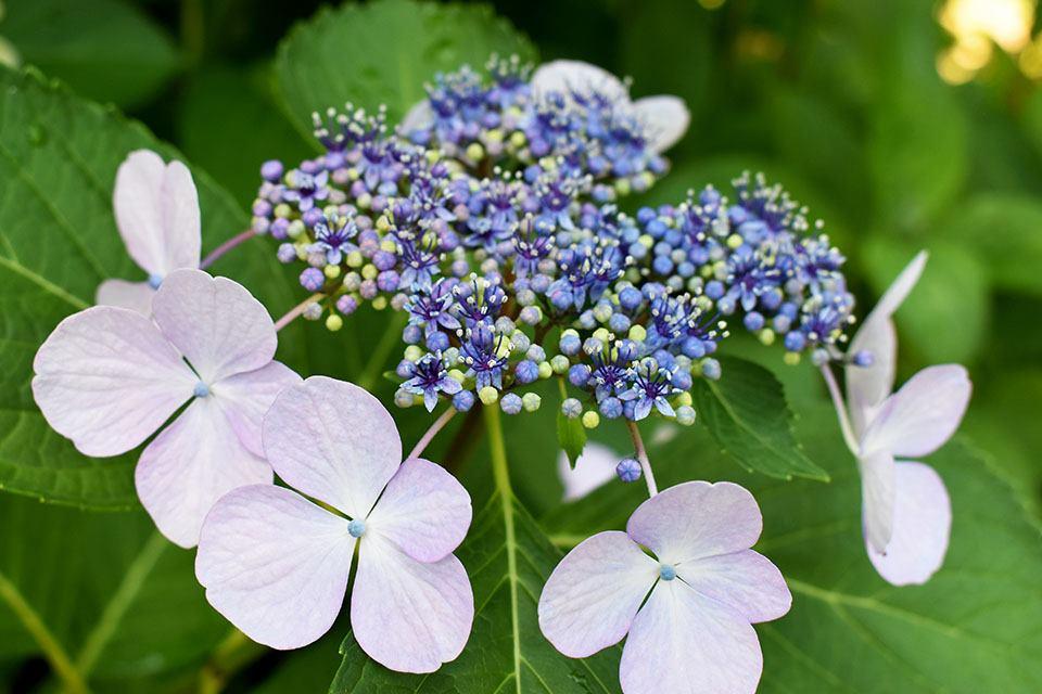 別邸の紫陽花