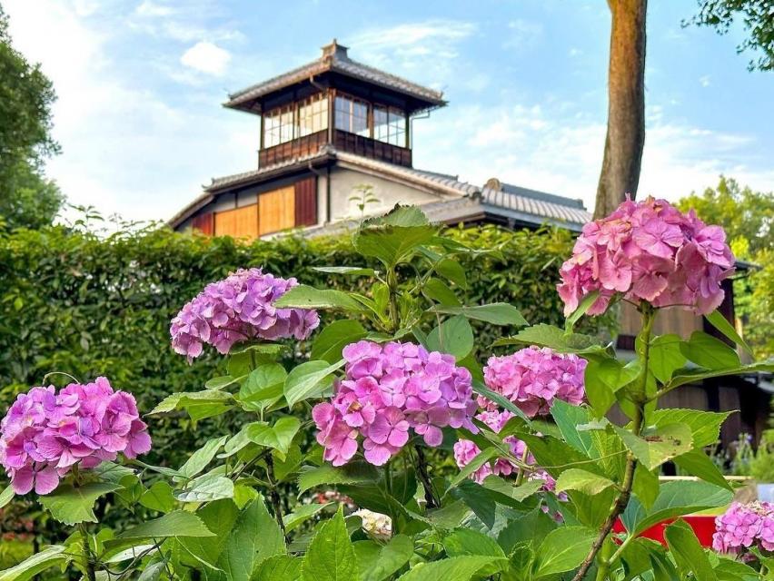 あじさい苑の無料公開　【旧三井家下鴨別邸】