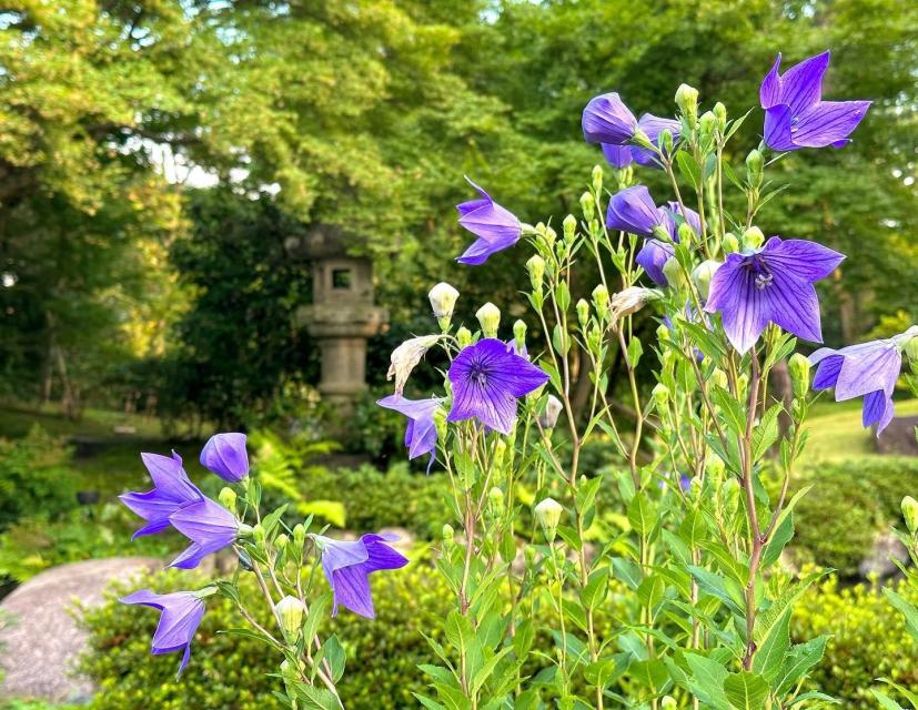 同時期に苔庭の桔梗(キキョウ)も見ごろとなります。