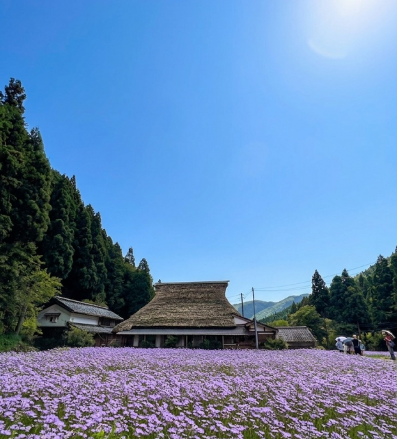 この夏、京の涼里「久多」で出逢う、移ろいゆく紫の奇跡“北山友禅菊”