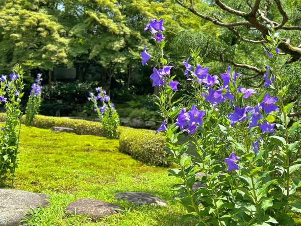 夏の庭では桔梗も満開です
