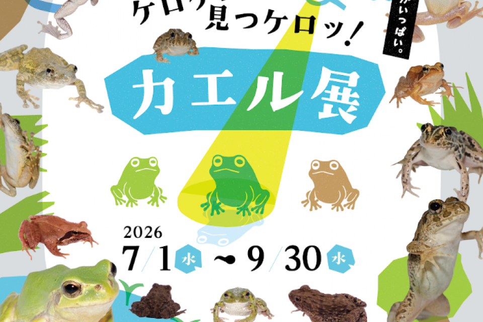 「石川薫の水族館～ケロケロ!見つケロッ!カエル展～」 キービジュアル