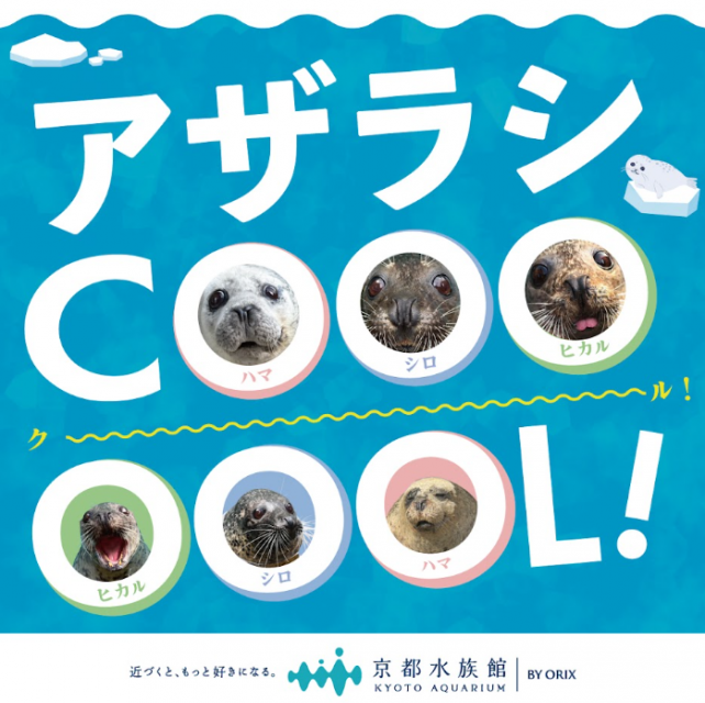 「アザラシCOOOOOOL!」