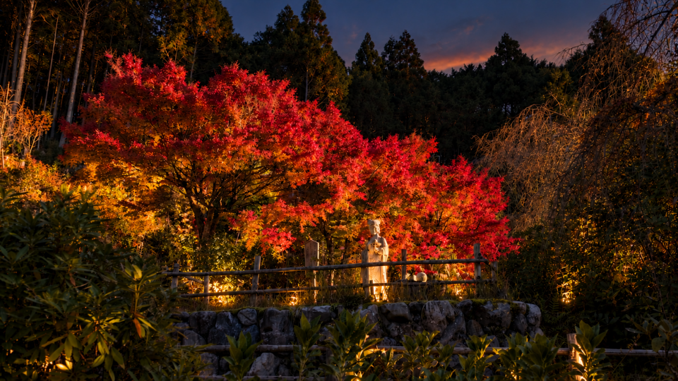 花宝苑　秋の夜の紅葉風景（イメージ）